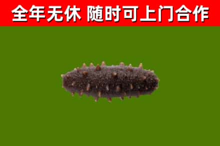 渝中烟酒回收干海参.jpg